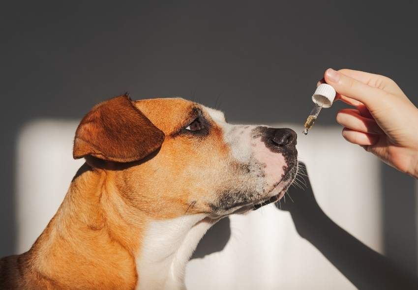 CBD kapljice za male živali: pse, mačke …