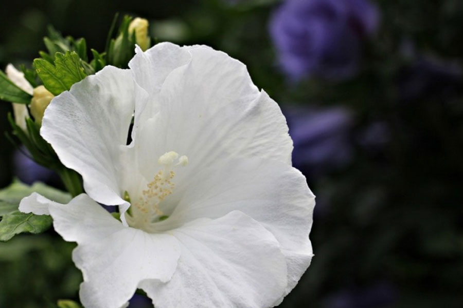 Vsestranska uporaba slezovega sirupa za zdravje