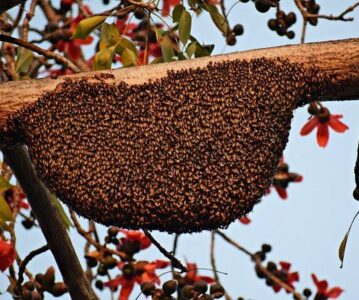 Čebelji vosek in njegova uporaba