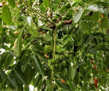 Naraven odgovor na trdovratne težave s škodljivci je neem olje